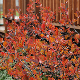 Plant Photo 4