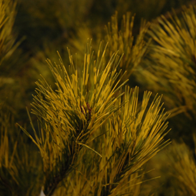 Plant Photo 2