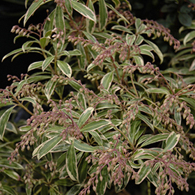 Plant Photo 10