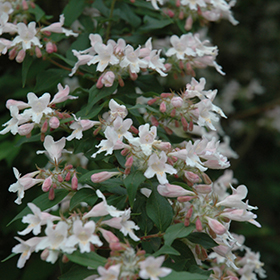 Plant Photo 5