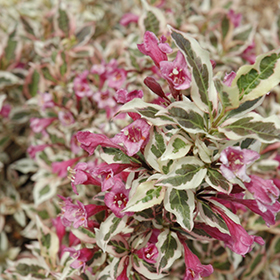 Plant Photo 8