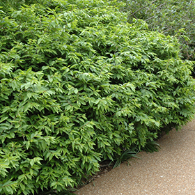 Plant Photo 1