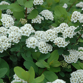 Plant Photo 5