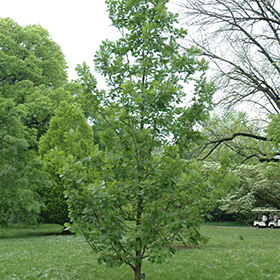 Plant Photo 5