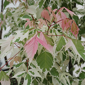 Plant Photo 10