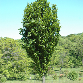Plant Photo 1