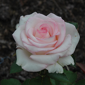 Plant Photo 4