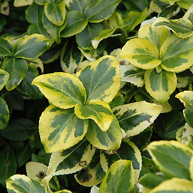 Plant Photo 1