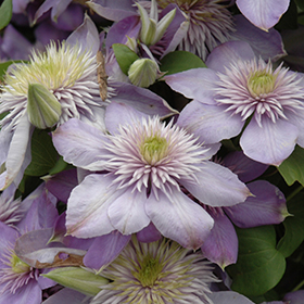 Plant Photo 3