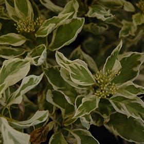 Plant Photo 5