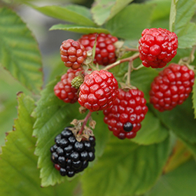 Plant Photo 4