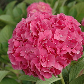 Plant Photo 8