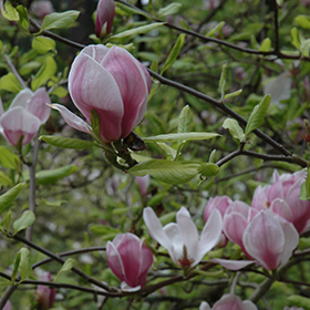 Plant Photo 8