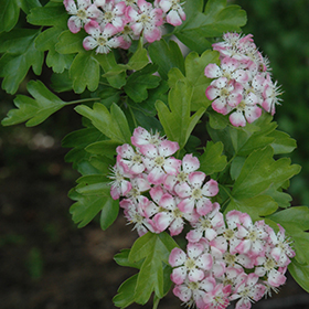 Plant Photo 8