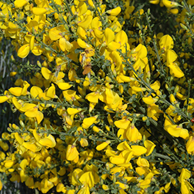 Plant Photo 2