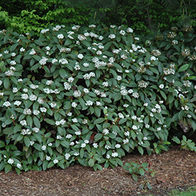 Plant Photo 7