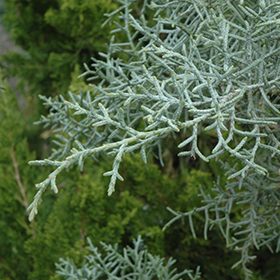 Plant Photo 2