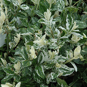 Plant Photo 3