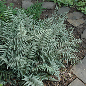 Plant Photo 7
