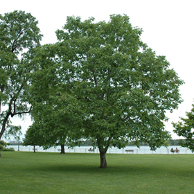 Plant Photo 6