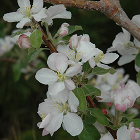 Malus Pink Lady Apple Tree - Sugar Creek Gardens