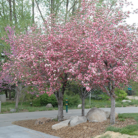 Plant Photo 10