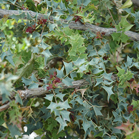 Plant Photo 1