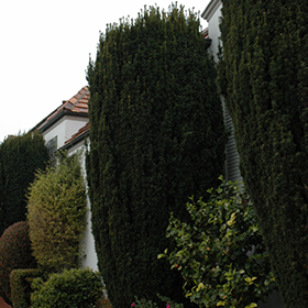 Plant Photo 10
