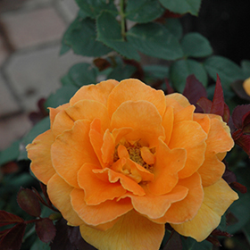 Plant Photo 3