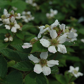 Plant Photo 3