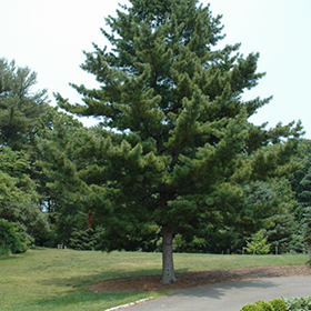 Plant Photo 1