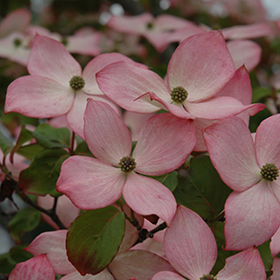 Plant Photo 2