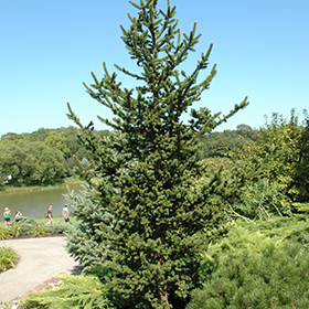 Plant Photo 3