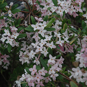 Plant Photo 5
