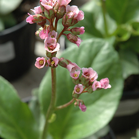 Plant Photo 9