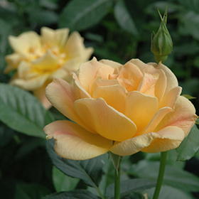 Plant Photo 8