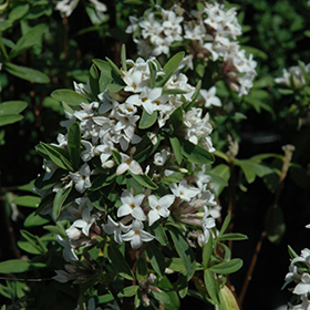 Plant Photo 9