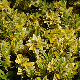 Plant Photo 5