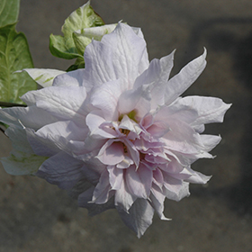 Plant Photo 2