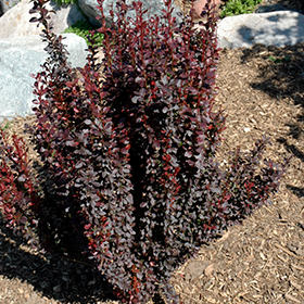 Plant Photo 4