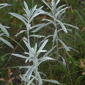 Plant Photo 1