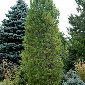 Plant Photo 8