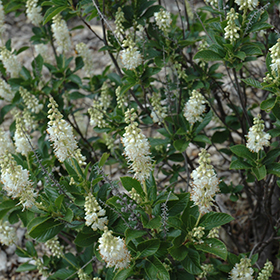 Plant Photo 1
