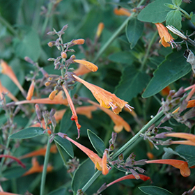 Plant Photo 5