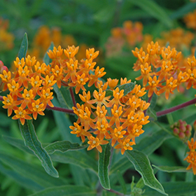 Plant Photo 8