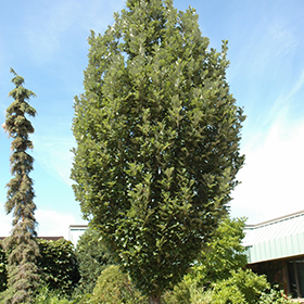 Plant Photo 9