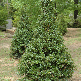 Plant Photo 4