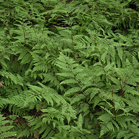 Plant Photo 5