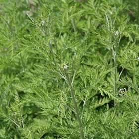 Plant Photo 10