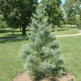 Plant Photo 9